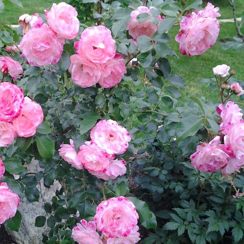Fehér, rózsaszín sziromszéllel - virágágyi floribunda rózsa